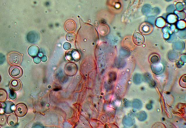 Amanita spec. Cod.: 4748-07